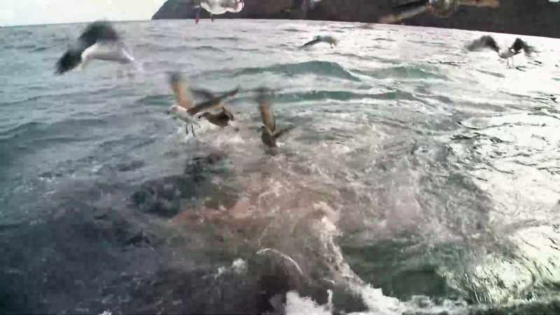 Είχε πολλούς γλάρους και πλατσουρίσματα