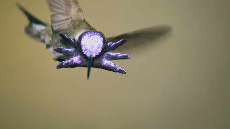 Erecting the iridescent feathers on his neck