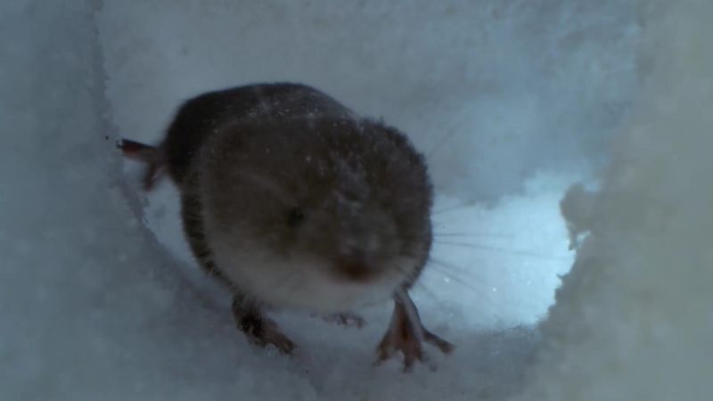 Especially for something as tiny as a water shrew