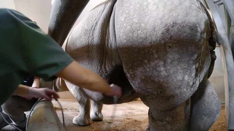 Especially these one-horned rhinos