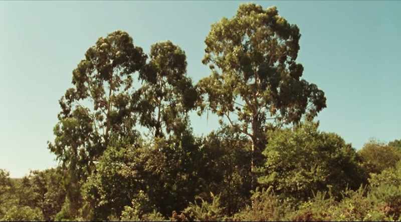 Eucalyptus are fast growers, always looking for the sky