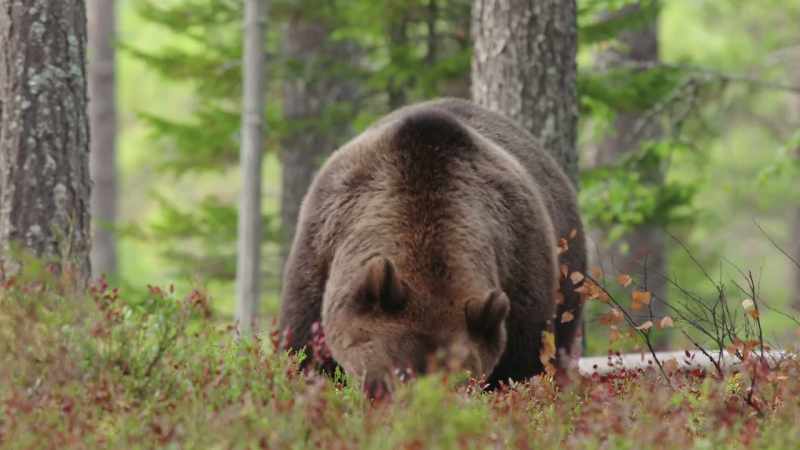 Eurasian brown bears like their alone time