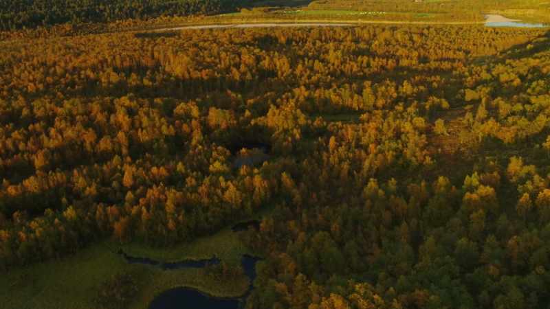 Europe's largest forest turns white