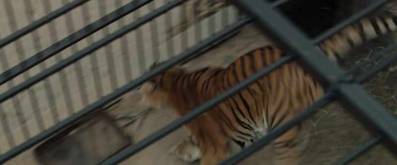Evacuate the zoo immediately!