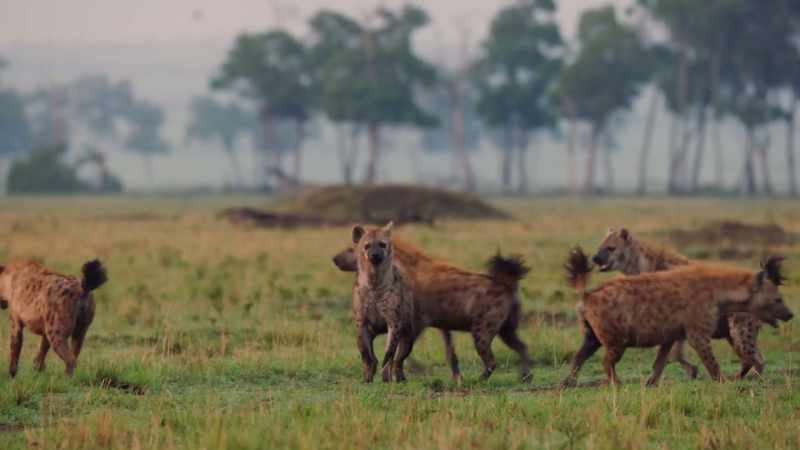 Even for 20 hyenas