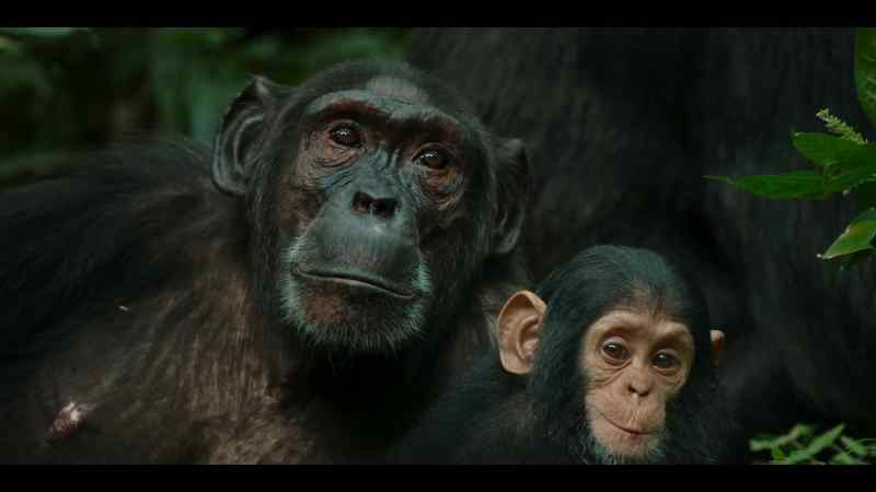 Even for a chimp, the baby is developing quickly