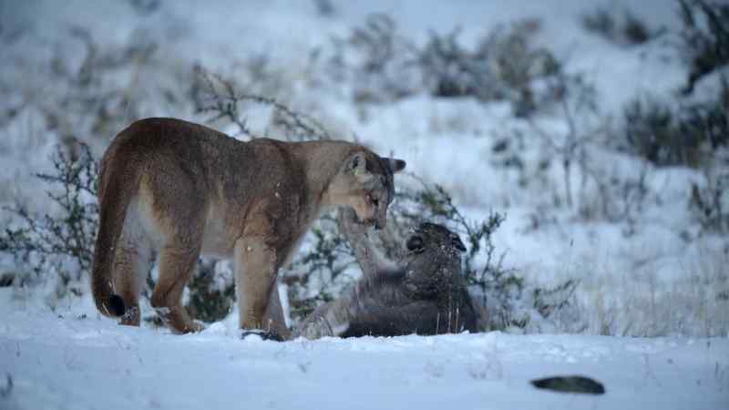 Even a friendly play fight is useful training for these predators