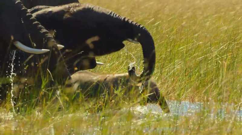 Even a six-month-old elephant