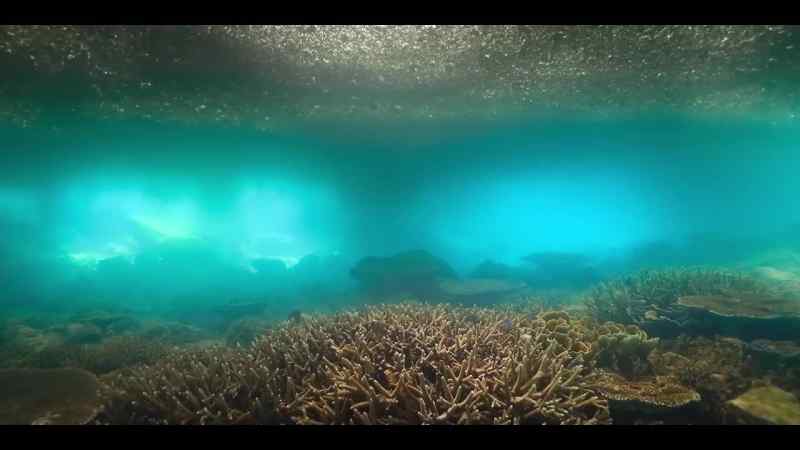 Even as far as Australia's Great Barrier Reef