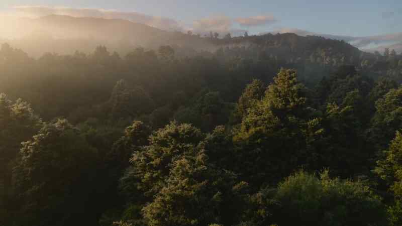 Even where fires are rare, trees do not live forever