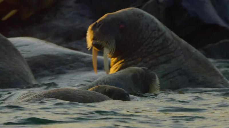 Even in the water, mum and baby aren't safe