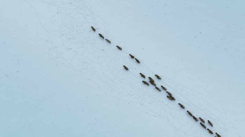 Even in thick snow, bison can run at up to 35mph