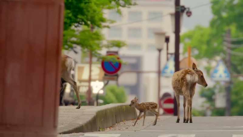 Even when it seems that animals benefit from our presence