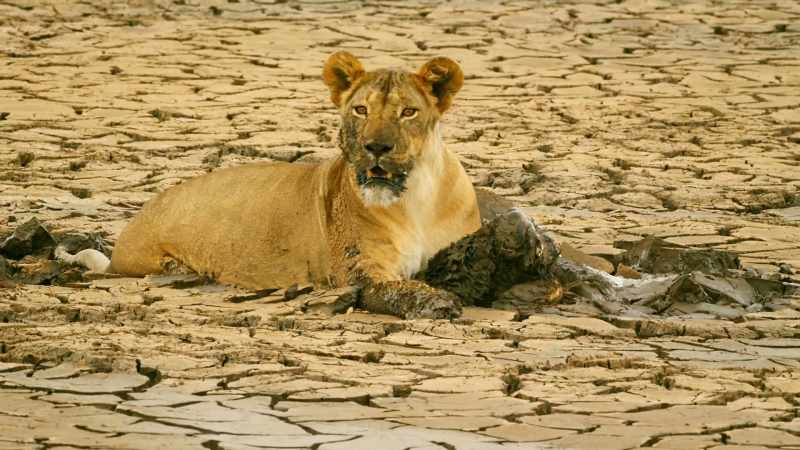 Even Kali resorts to scavenging in the mud