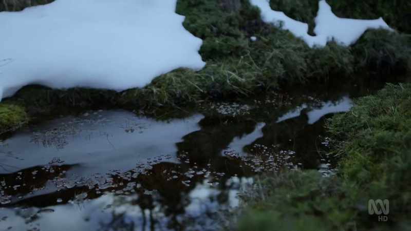 Even lower down in Tasmania's forests