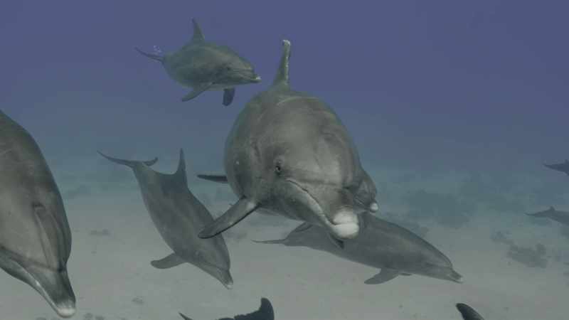 Even ocean creatures that we already knew where smart