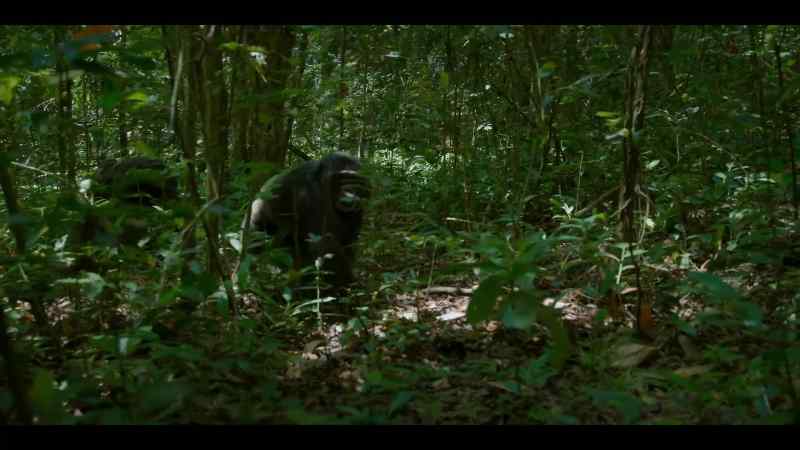 Even the biggest, most aggressive males