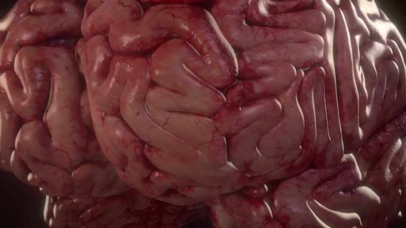 Even the brain regions to which our olfactory system connects