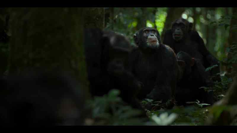 Even the chimps that were there