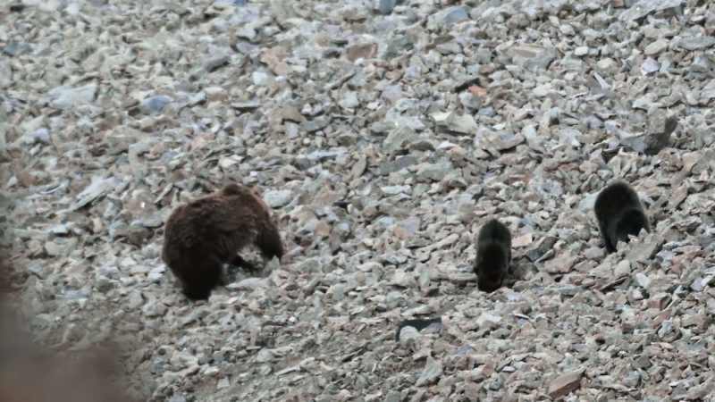 Even the cubs have caught on