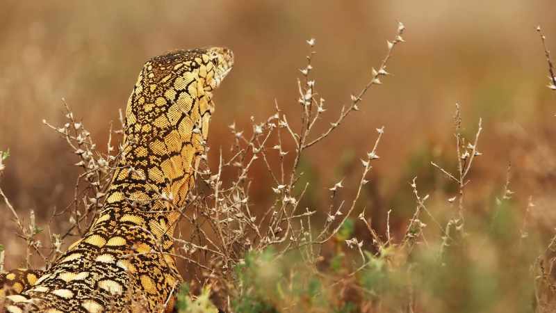 Even the perentie sometimes gets a chance to quench his thirst