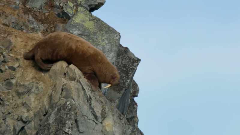 Even once the polar bears have moved on