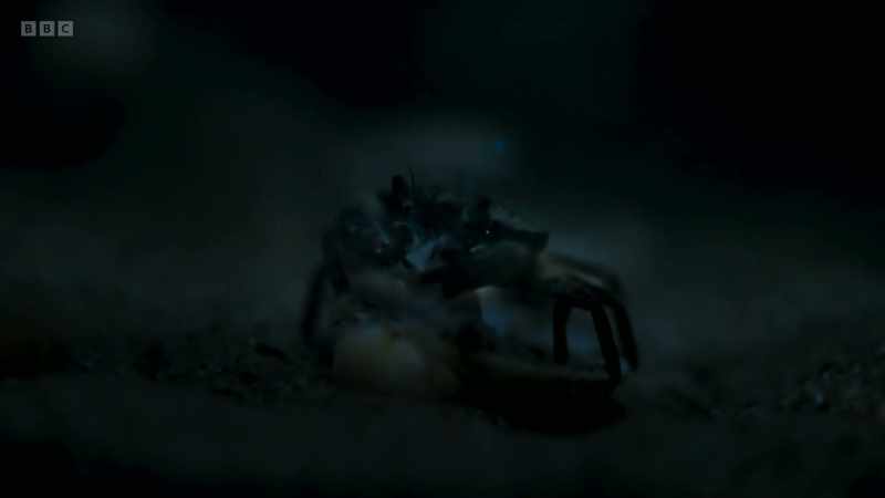 Even the slight swirl produced by a tiny crab as it breathes