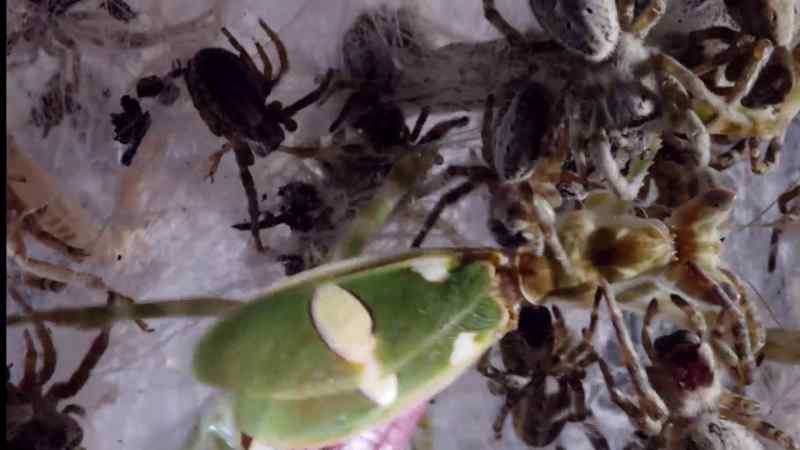 Even the smaller, young spiders lend a hand
