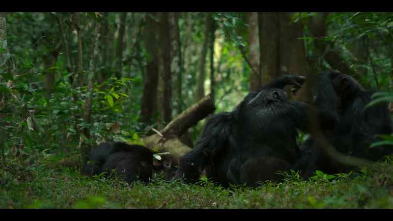 Even the strongest chimps