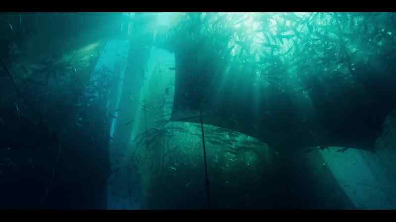 Even these farmed fish will struggle to grow