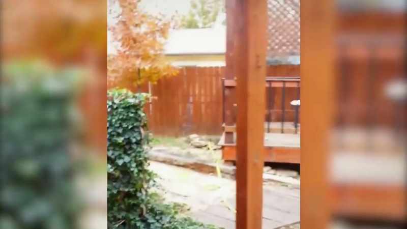Even with the 6‐foot privacy fence