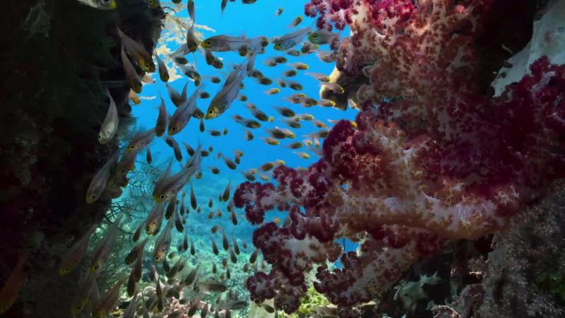 Evening is rush hour on the reef