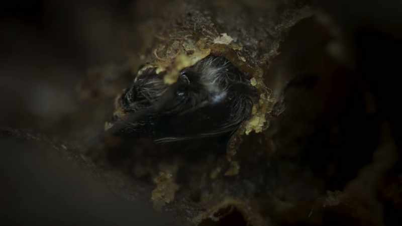 Eventually, a new generation of bees