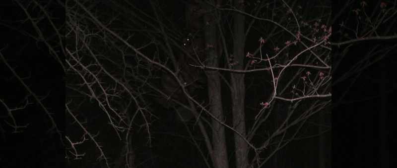 Eventually, a shadowy being could be seen