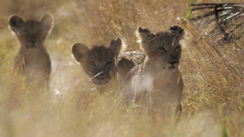 Eventually, her cubs emerge from the long grass