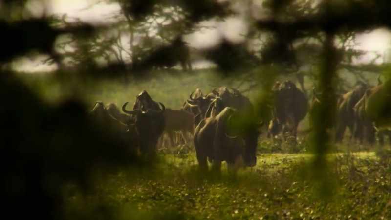 Eventually, they reach woodlands