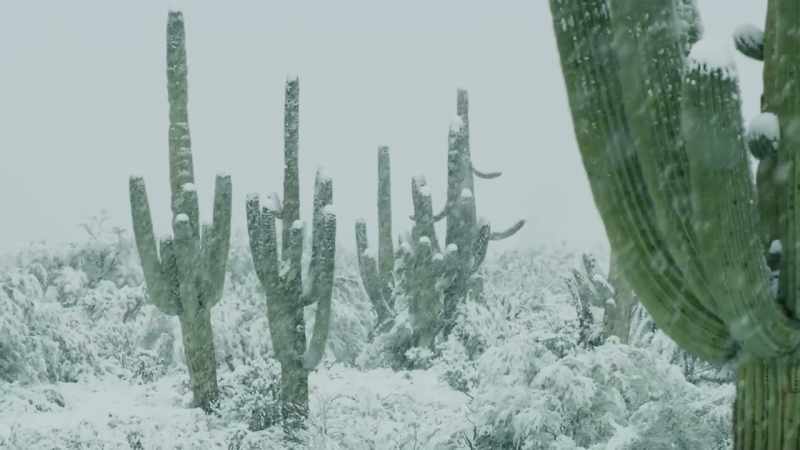 Eventually, saguaros outgrow their nurses