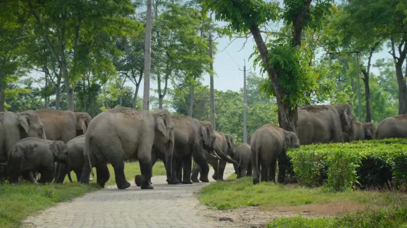 Eventually, the matriarch decides to head off into the forests beyond