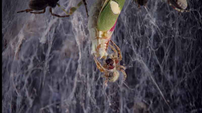Eventually when their prey is exhausted the spiders feed