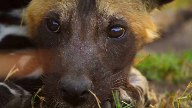 Every baby born wild faces a steep learning curve from day one