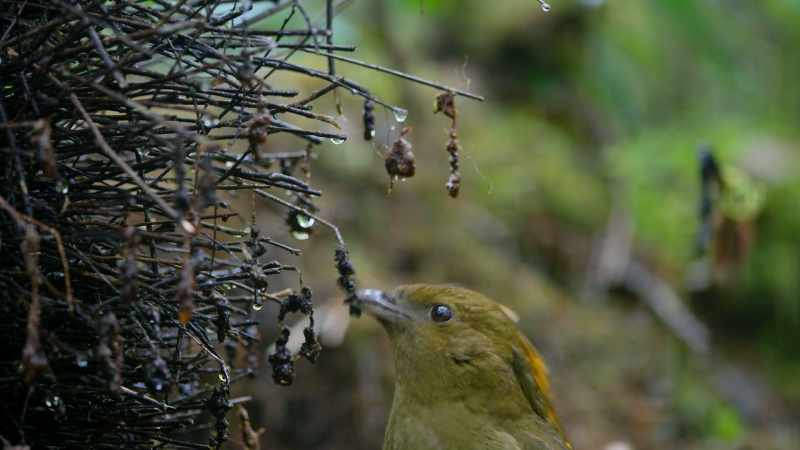 Every bowerbird works in his own medium