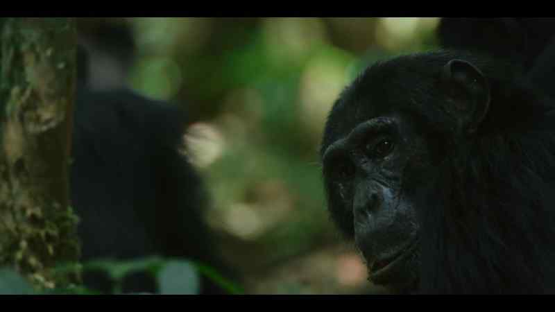 Every chimp at Ngogo is an individual