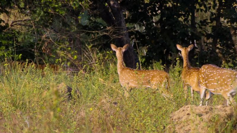 Every deer around now knows exactly where the tiger is