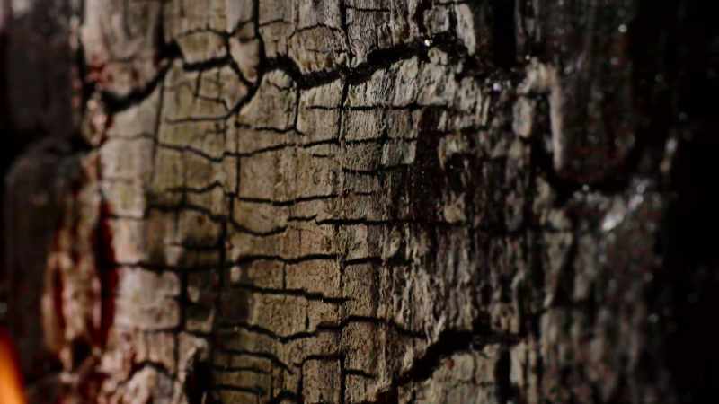 every forest fire is timestamped and recorded forever