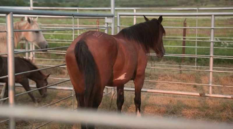 Every horse bucks different, so first thing you want to do