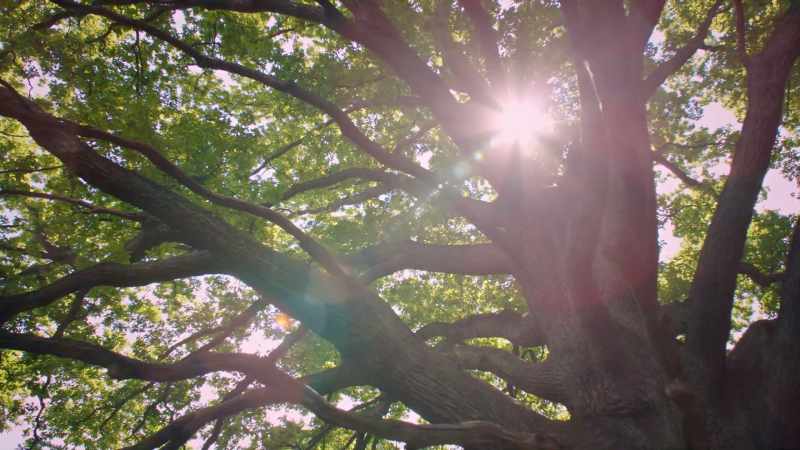 Every leaf on every plant is like a tiny battery