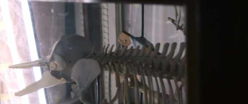 Every new evidence, that you have about Neanderthals