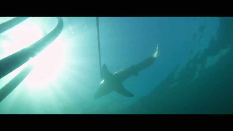 Every other marine animal can just swim through it