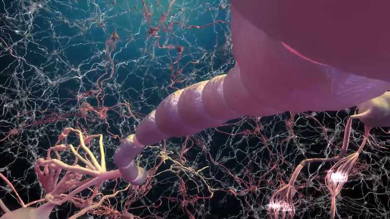 Every single neuron in the brain