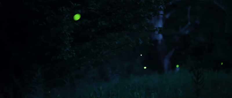 Every single point of light that you see out there is a firefly